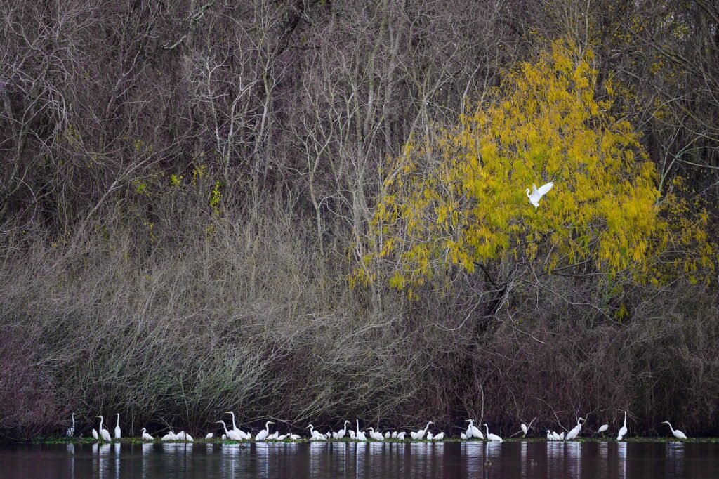 Wading birds gathered along the water at Cullinan Park
