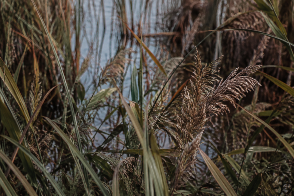 Wetland grasses and seed heads at the water edge — conceptual habitat image