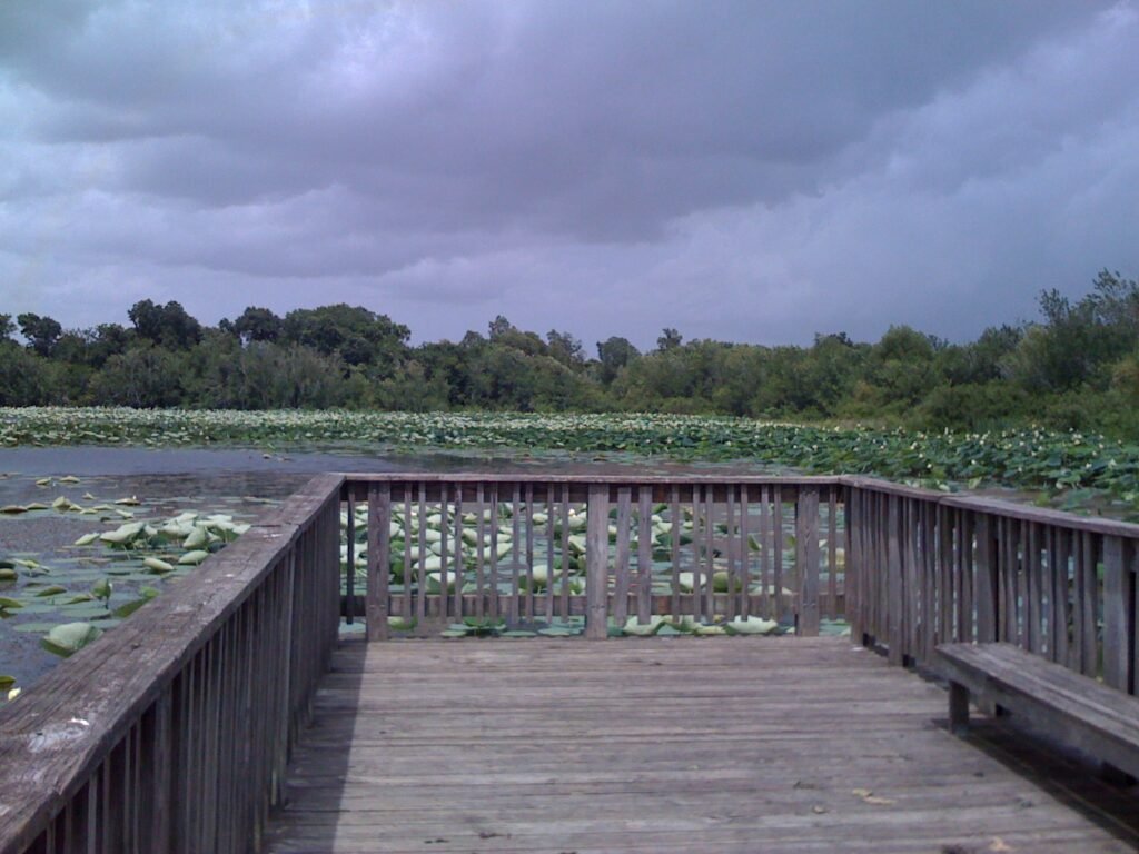 Wooden viewing platform over wetland plants at Cullinan Park