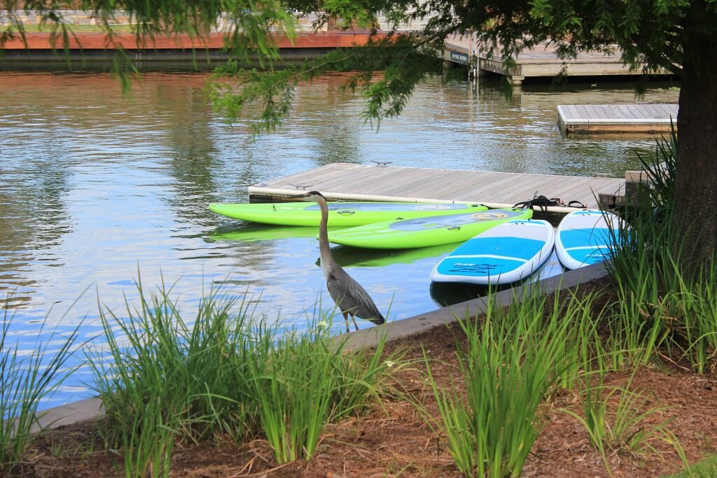Great blue heron beside paddleboards at Riva Row on The Woodlands Waterway