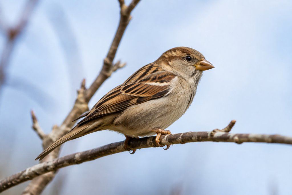 Small brown bird on a branch — conceptual bird-observation illustration