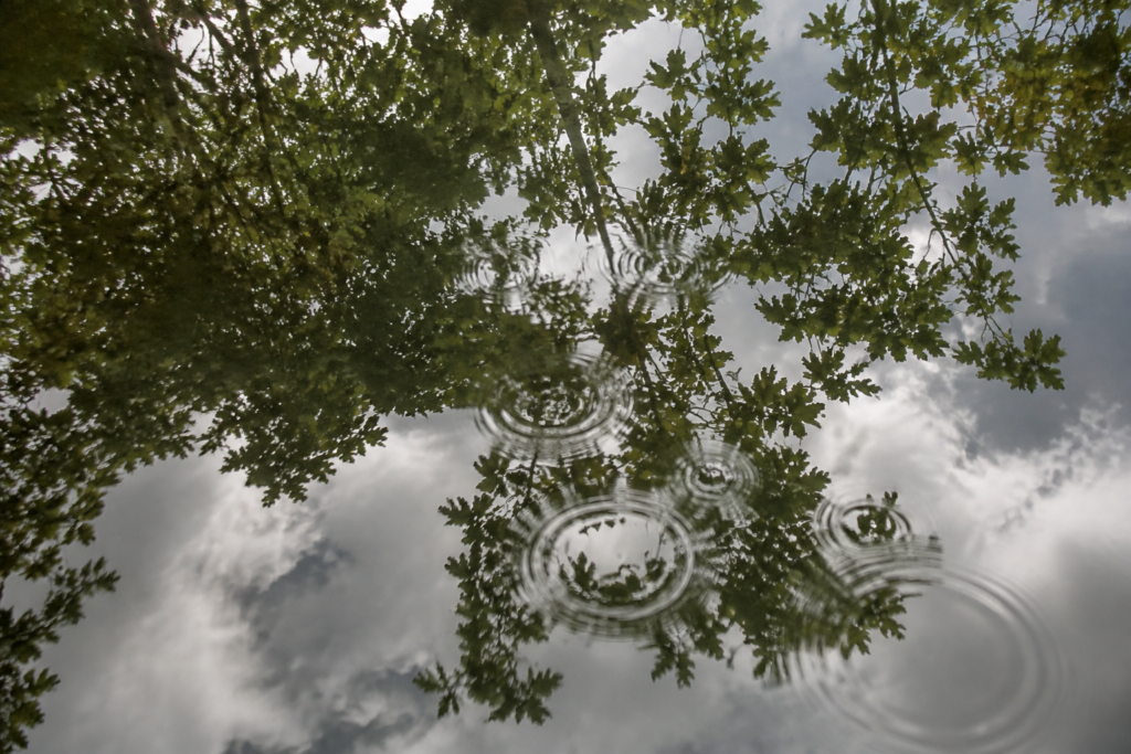 Leaves and clouds reflected in rippling water — conceptual image
