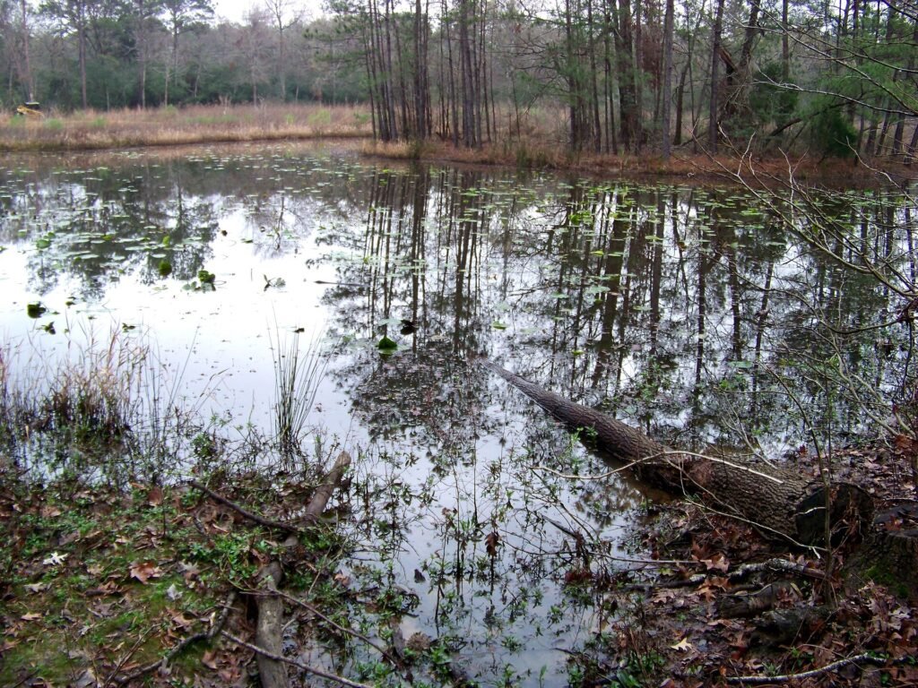 Pond and surrounding habitat at the Houston Arboretum