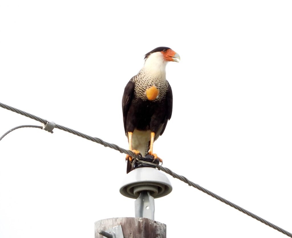 Crested caracara photographed at John Paul Landing Park