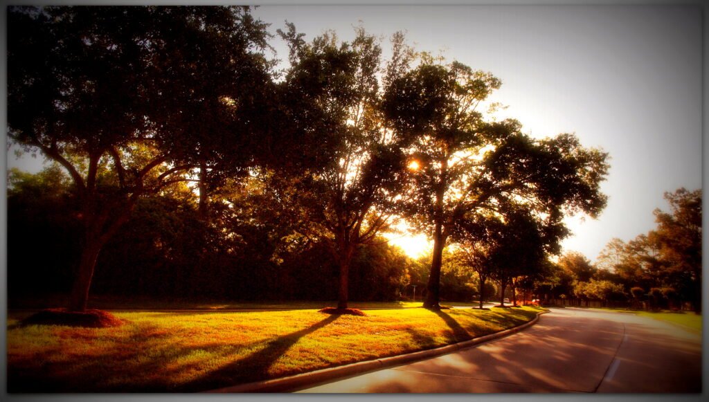 Morning sunlight through trees along a landscaped road at Coles Crossing in Cypress, Texas