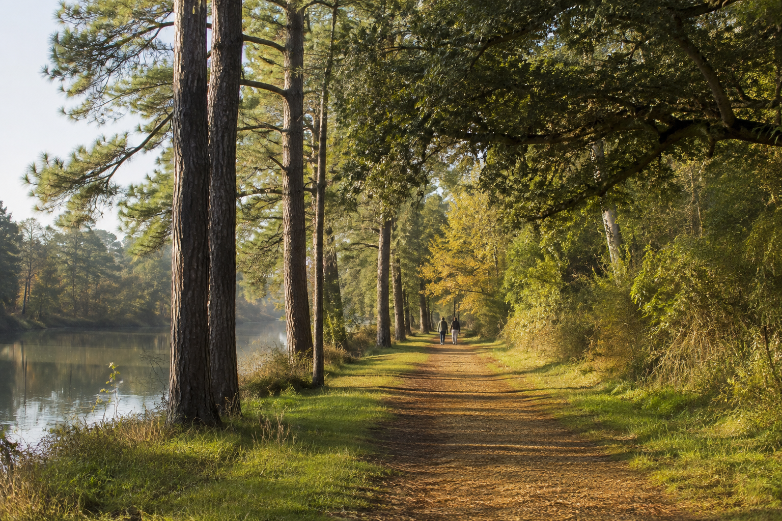AI-generated editorial illustration of a wooded Texas trail; not an actual park.